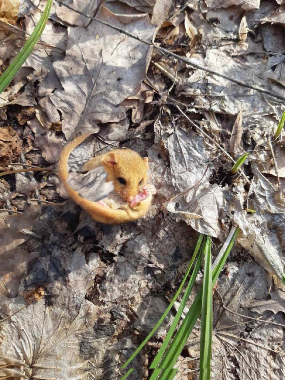 В Мокшанском районе обнаружили редкого зверька