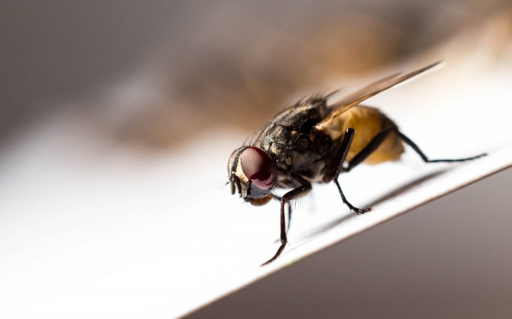 Комнатные мухи опасны для человека: заявление Роспотребнадзора