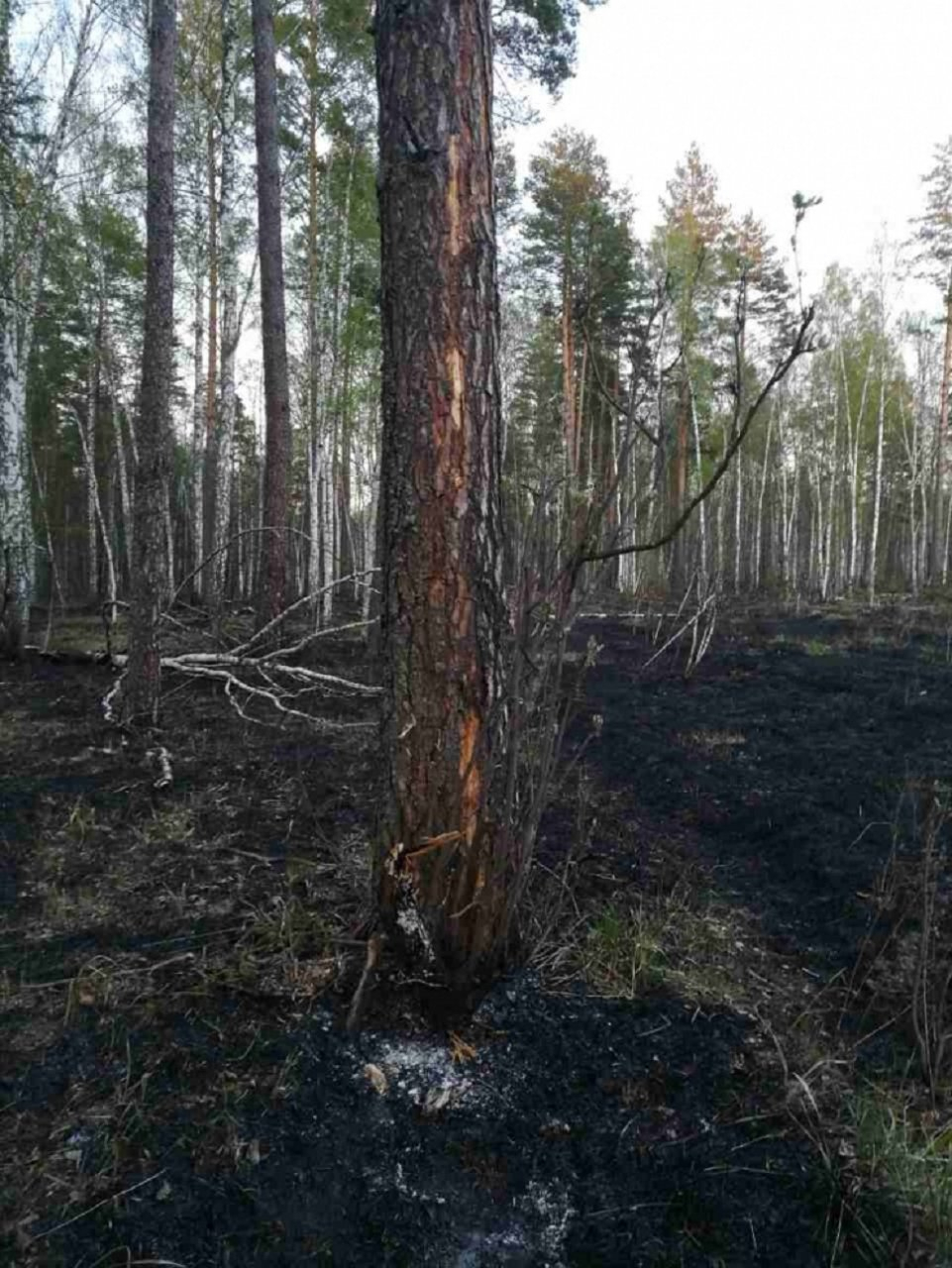 Гроза подожгла лес в Городищенском районе