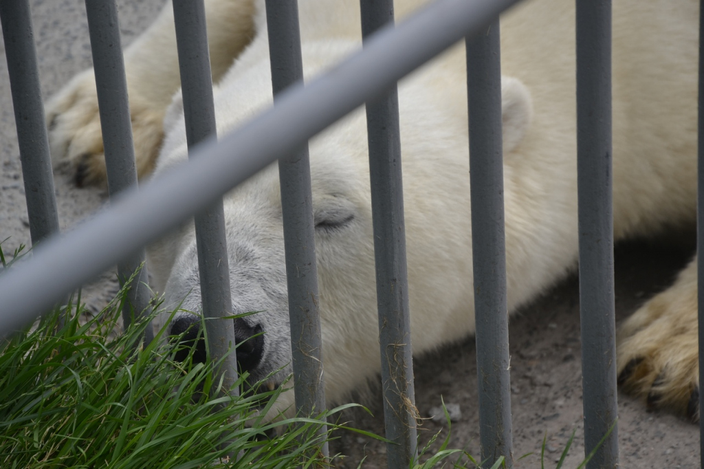 Мишка ждет варенье и страдает от жары: как живет Пензенский зоопарк во время пандемии