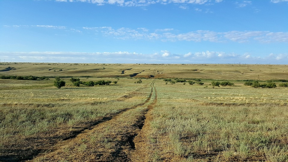 Растет в поле: названо растение, убивающее онкологию