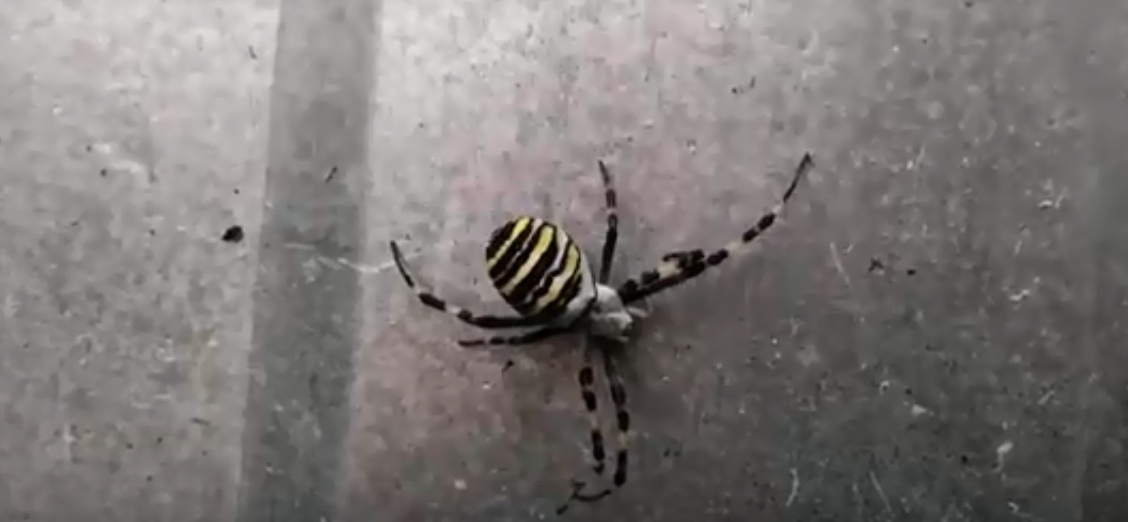 Мама-оса, папа-тарантул: пензенец обнаружил странное насекомое