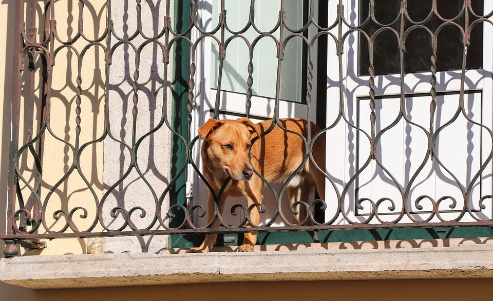 В Пензе мужчину наказали за выброшенную из окна собаку