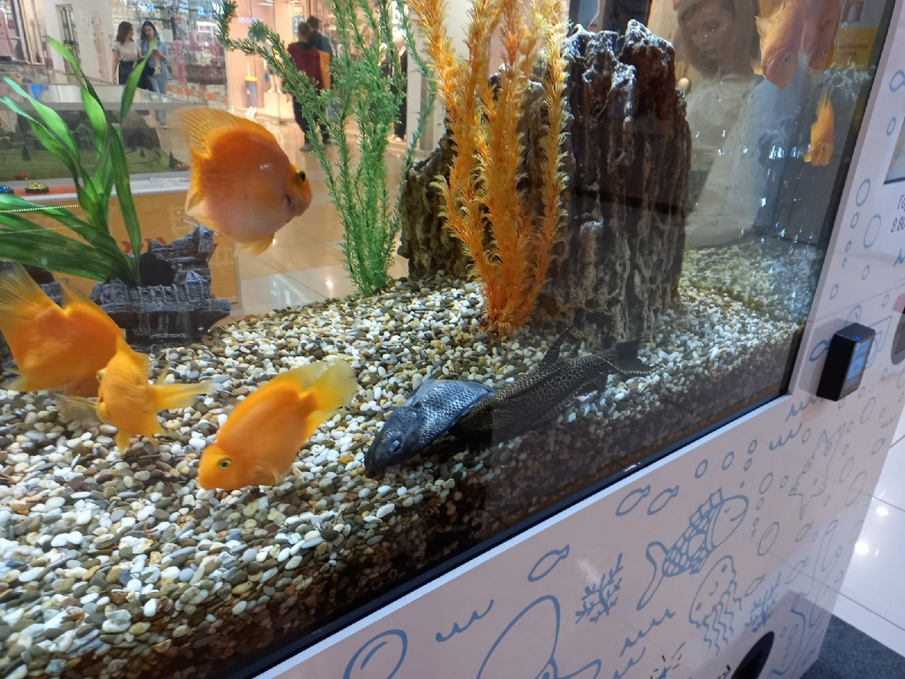 Пензенцы высмеяли автора снимка дохлой рыбки в аквариуме ТЦ