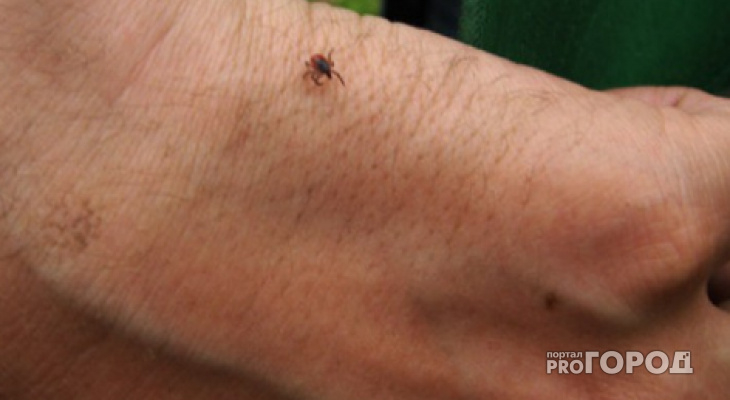 В Пензенской области 1771 человек пострадали от укусов клещей