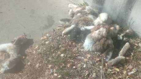 На глазах у детей: в Пензе возле жилого дома выбросили тушки кроликов