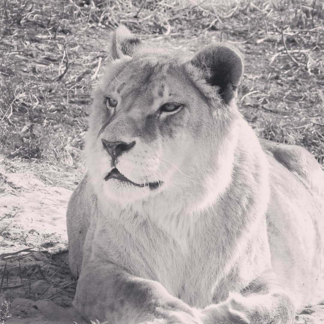 Прощай, королева: в пензенском зоопарке умерла львица Дайна