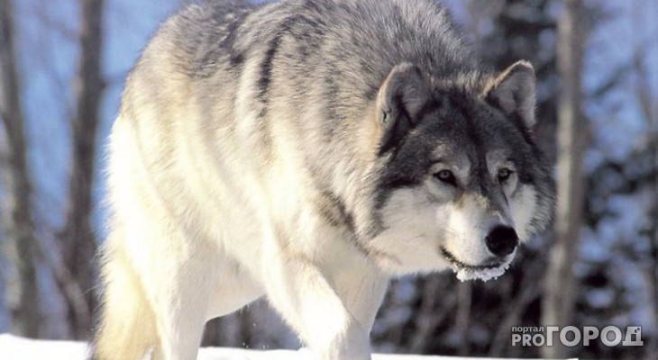 В Пензенской области застрелили волчицу, которая угрожала людям