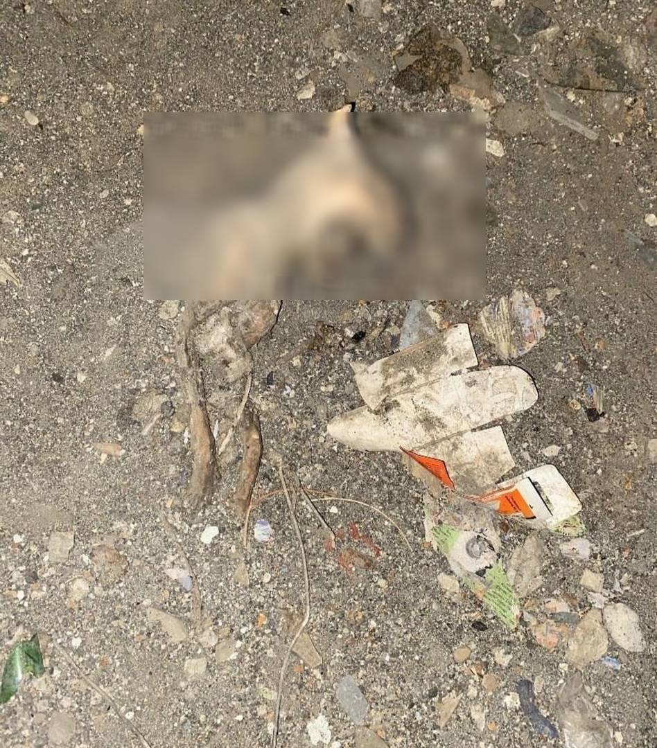 "Наступить некуда": в подвале одного из домов Пензы обнаружили "кладбище" животных