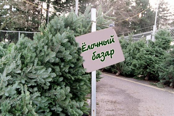 Где пензенцам купить елки:  список адресов