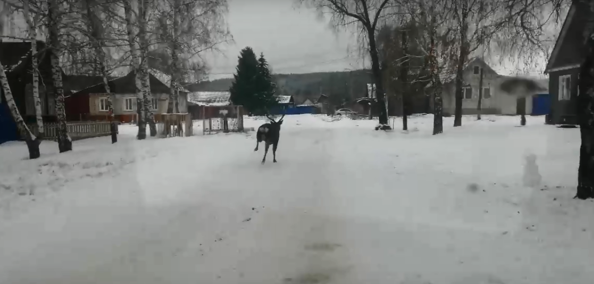 «Проскакал по городу олень»: редкое животное разгуливает по улицам Кузнецка