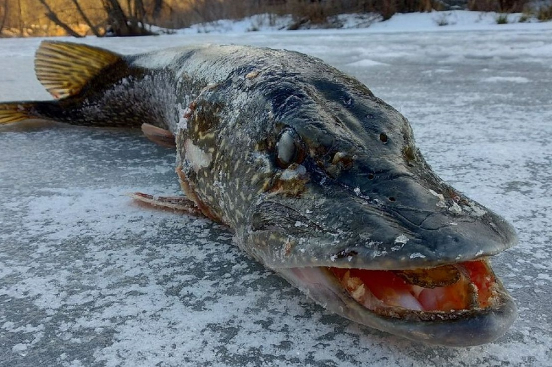 В Пензенской области рыбаки поймали «монстра»