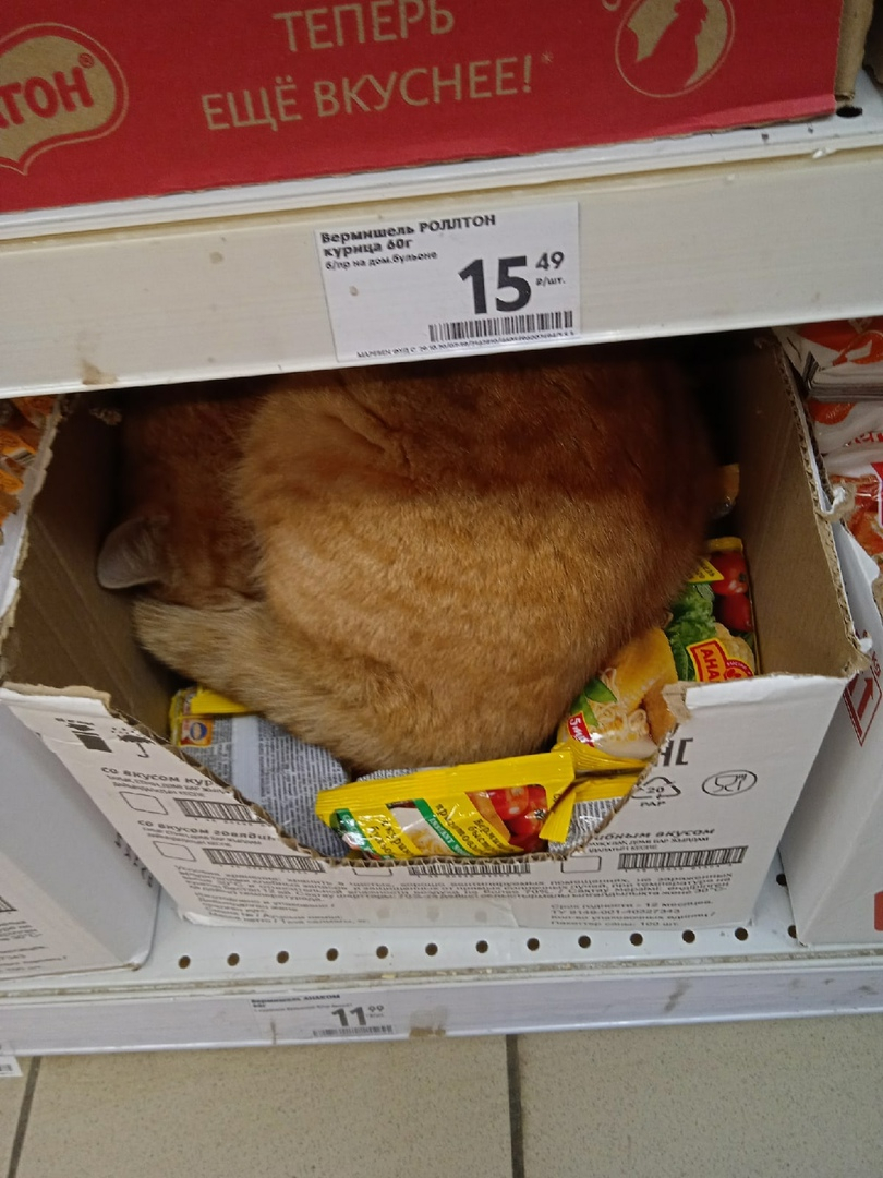 В Пензенской области в лапше быстрого приготовления нашли кота