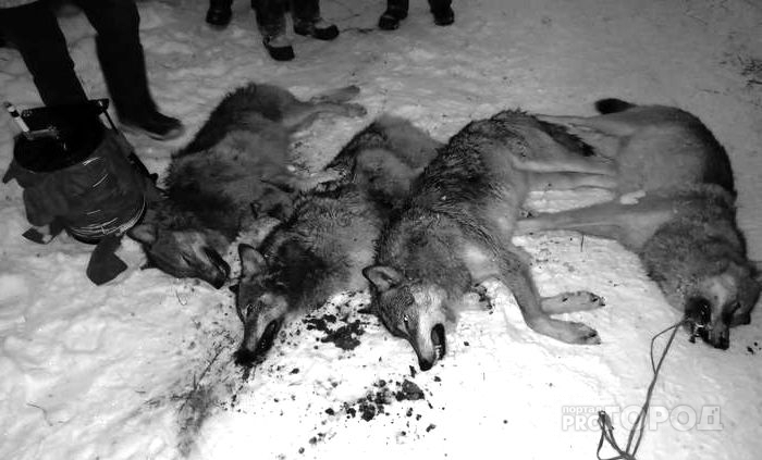 В Пензенской области убивают волков и волчиц: подробности