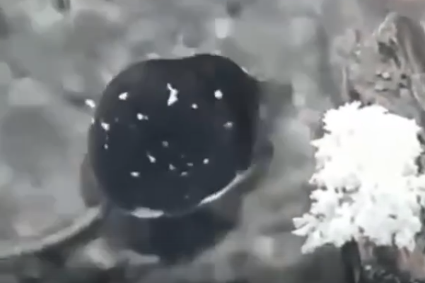 Необычный зверёк удивил жителей Пензы у «Самовара» - милое видео