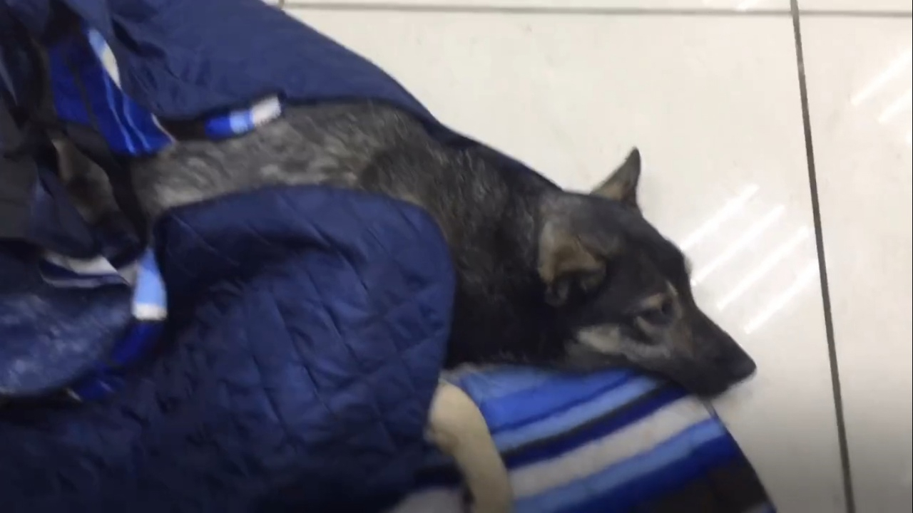 Крик души: пензячка спасла собаку с простреленным позвоночником