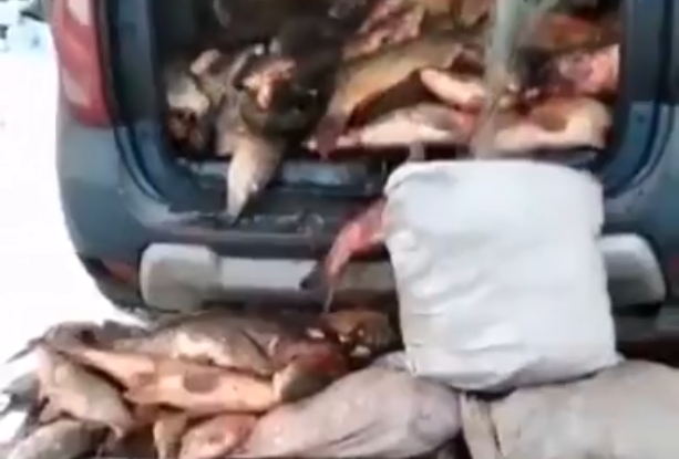 Пензенский рыбак вызвал гнев у коллег своим уловом - видео