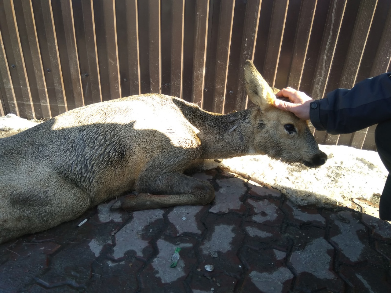 «Грызли собаки»: в Пензенской области полицейские спасли косулю