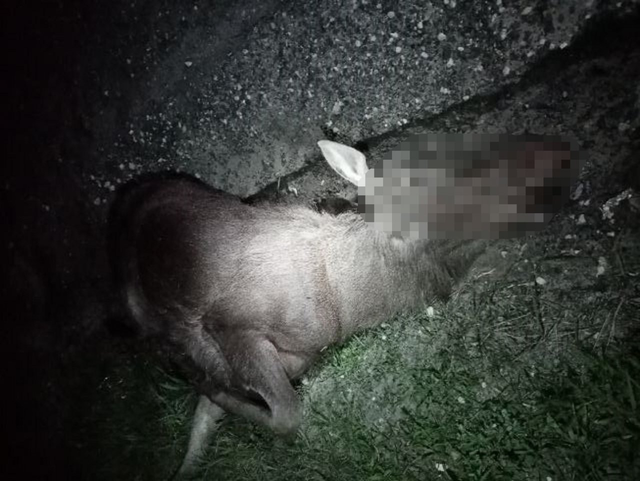 В Пензенской области под колесами фуры погибла лосиха