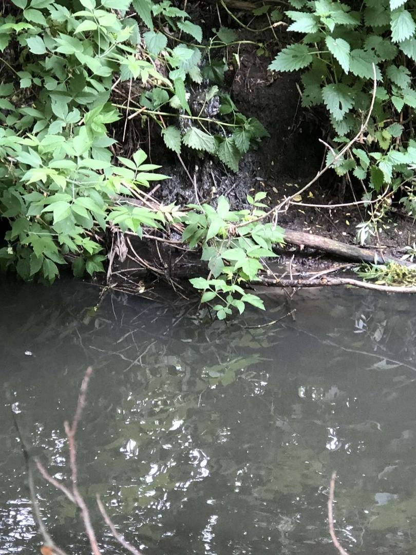 «Рыба всплыла»: в Пензенской области жители жалуются на отходы в реке