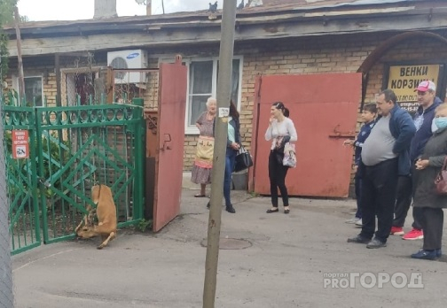 В заборе 44-ой пензенской школы застряла косуля