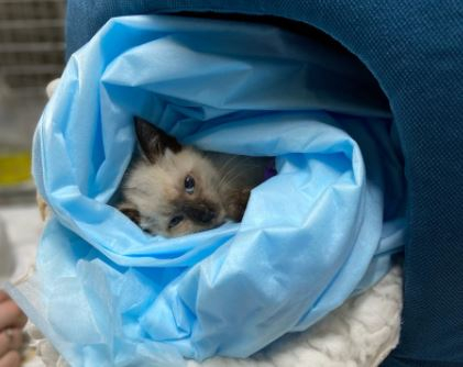 «Вероятно, лапку ампутируют»: В Пензе спасают маленького котенка, застрявшего под капотом авто