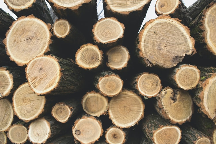 В Пензенской области незаконно вырубили лес на 763 тысячи рублей