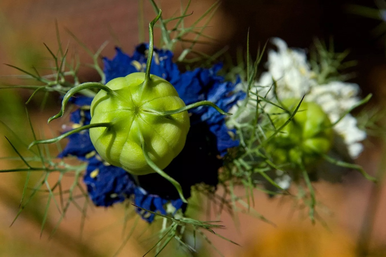 Ученые нашли цветок, способный лечить ковид