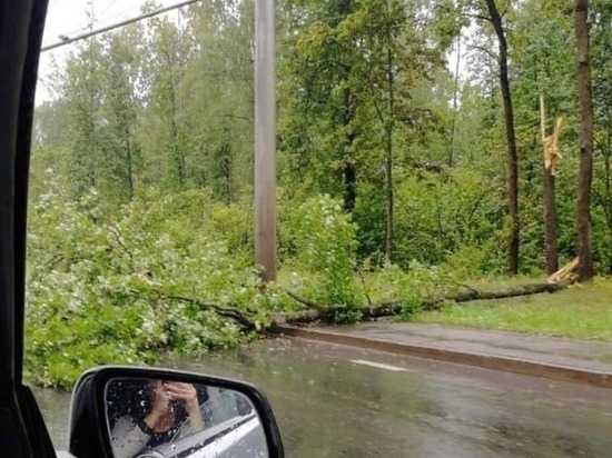 В Пензе дерево рухнуло на проезжую часть