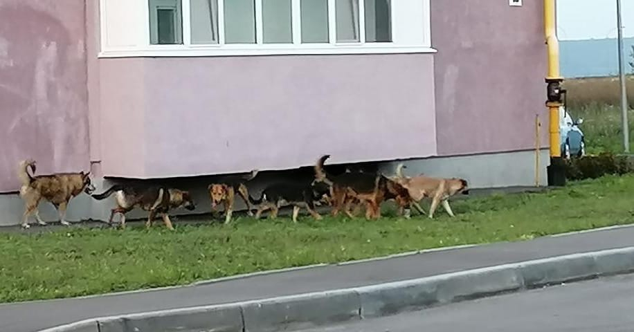 Стая диких бездомных собак держит в страхе жителей села в Пензенской области
