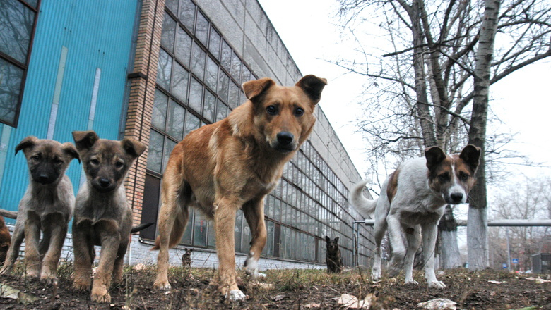 В Пензе прокуратура потребовала от чиновников принять меры по отлову бездомных животных