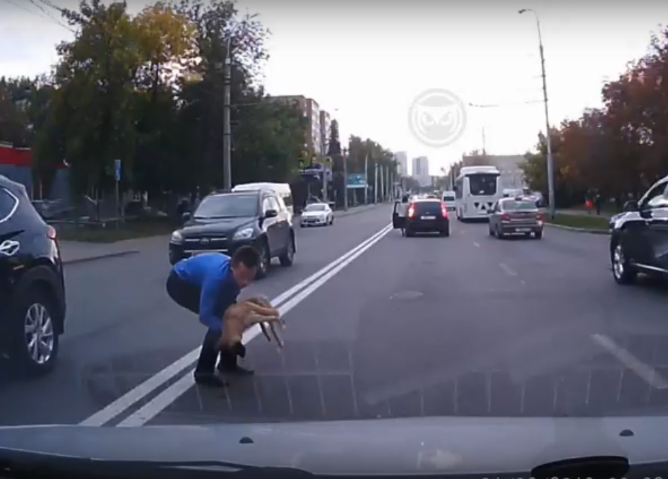Автоледи в Пензе сбила собаку и оставила ее умирать на дороге