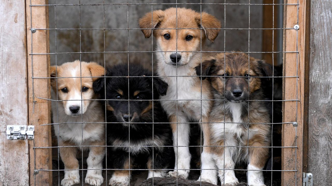 «Изымем и прооперируем»: в Пензенской области откроют приют для животных