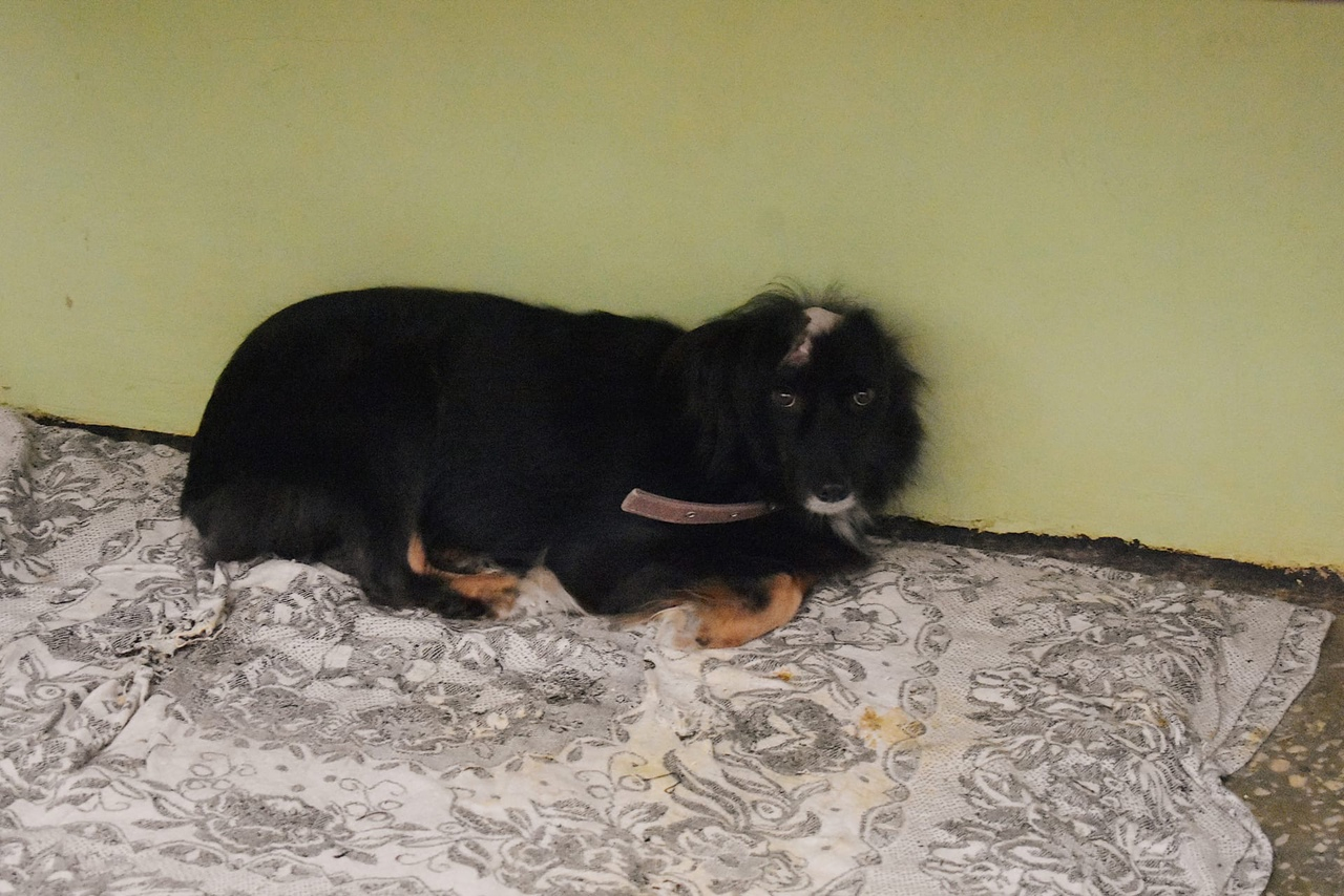 Между жизнь и смертью: в Пензе нашли собаку с обнаженным скальпом на мордашке