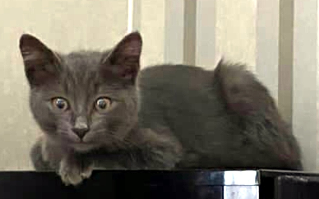 Пензенец ищет дом для ласковой кошечки