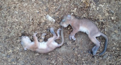В Пензе обнаружены «детеныши чупакабры»