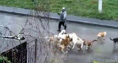 "Если бы не помощь прохожего...": в Пензе собаки едва не растерзали девочку 