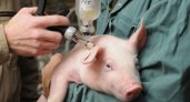 В Пензенской области обнаружили три очага африканской чумы свиней