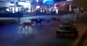 В Пензе на улице Московской гуляет стая бездомных собак