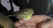Немногим меньше чижа: в Пензе обнаружен новый вид птиц