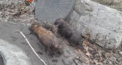 В Пензе спасатели достали из глубокого колодца трех щенков 