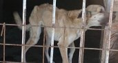 "Добились!": в пензенский приют для собак пустят в выходной