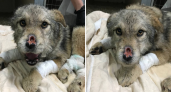 Подвязали за ламы и мучали: волонтеры просят помощи чтобы спасти собаку
