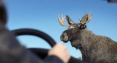 Жители Пензенской области сняли на видео лося, который облизывал машину возле жилого дома