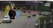 4-летняя дочь пензенца получила психологическую травму после нападения собак