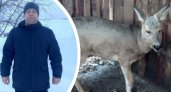 "Она лежала вся в крови": житель Пензенской области рассказал о спасении беременной косули