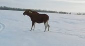 Чтобы люди не пострадали: из Заречного вывезли лося и лосиху