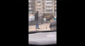 Прямо возле жилых домов: зареченцы сняли на видео мужчину, который кормит лося с рук 