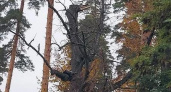 Пензенцы просят спилить опасные сосны
