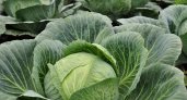 Назвали группу людей, кому опасно есть капусту